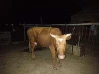 گاو ماده, Latvian Blue cattle — عکس 3