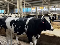 Vaca, Raça Holstein — foto 2