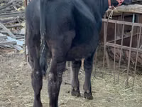 Bull, Aberdeen-Angus — photo 1