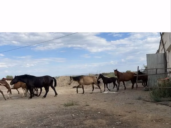 Mare, Horse breed — Kazakhstan