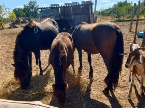 Merrie, Paarden