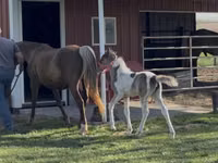 ሴት ፈረስ, Pinto horses — ፎቶ 6