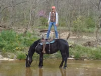 Kuda betina, Percheron — foto 4