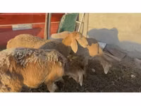 Sheep, Arashan sheep — photo 2