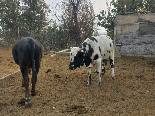 காளை, Russian Black pied cattle