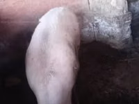 Pigs (batch, sex not specified) — photo 1