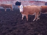 सांड, Simmental cattle — फ़ोटो 2
