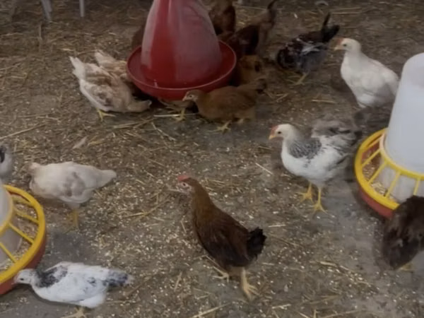 Chickens — جمهوری آذربایجان