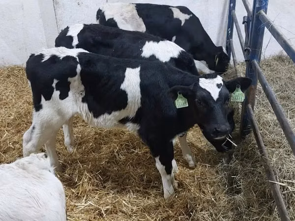公牛, Russian Black pied cattle — 波兰