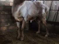 Kambing jantan, Sheep — foto 3