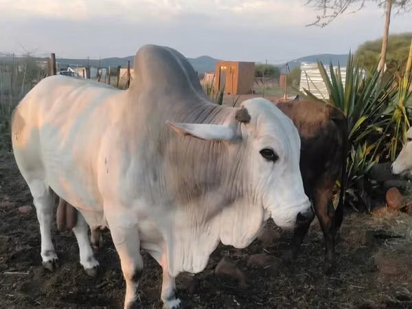 公牛, Brahman