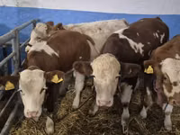 Sığır (parti, cinsiyet belirtilmedi), Simmental cattle — foto 2