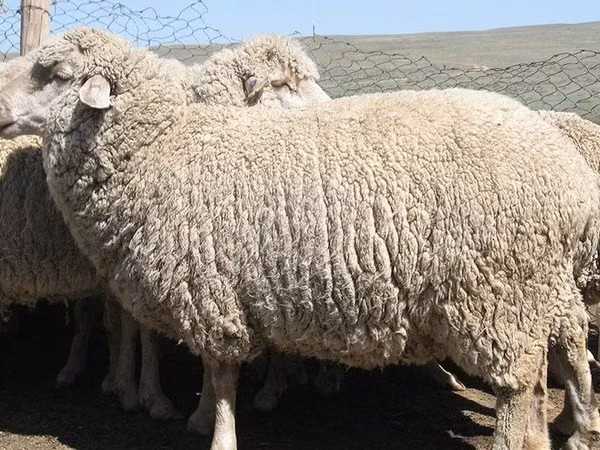 Sheep (batch, sex not specified), Australian merinos sheep — Kazakhstan