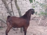 Goat, Goats — photo 3