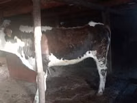 Vaca, Swiss cattle — foto 2