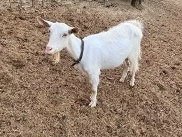 Goat, Saanen goat — Hungary