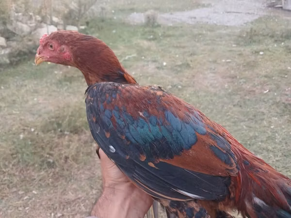 Dominant — Azerbaycan