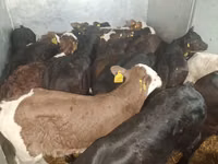 Bull, Cattle — photo 2