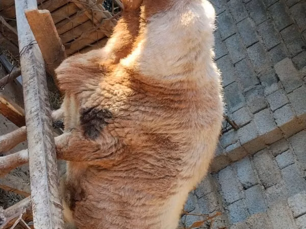 Ram, Sheep — Uzbekistan
