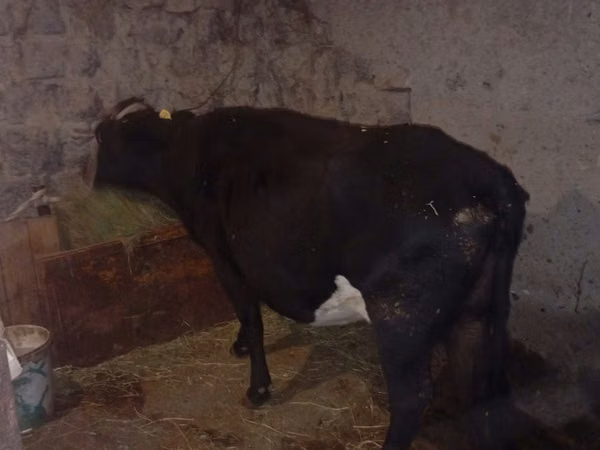 Cow, Cattle — Kazakhstan