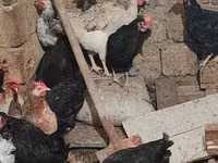 Chickens — फ़ोटो 5