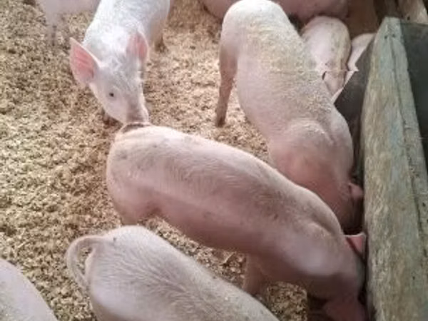 Pigs (batch, sex not specified), 