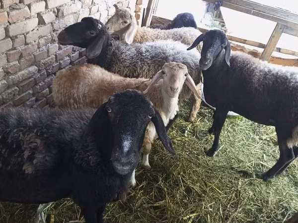Гӯсфандон (партия, ҷинс муайян нашудааст), Гӯсфандон — Ӯзбекистон