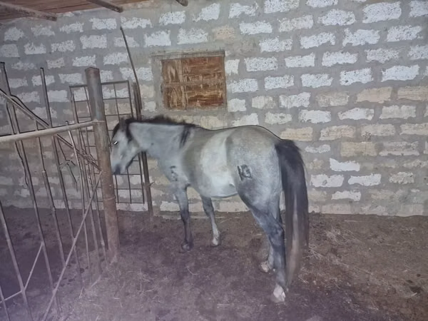 Horse (M), Horses — Kazakhstan