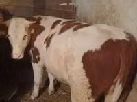 Cow, Limousin cow — photo 3