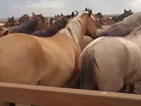 Klisna, Horse breed — foto 1