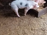 Boar — photo 4