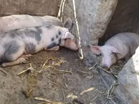 Sow, Pigs — photo 2