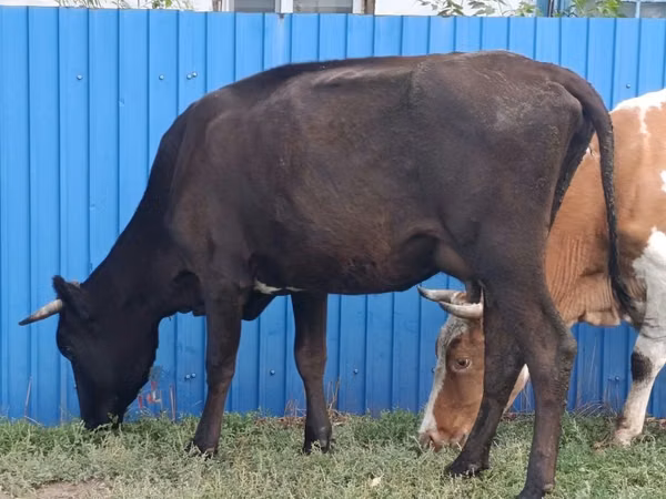 Cow, Cattle — Kazakhstan