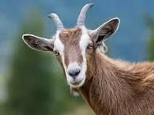 Goat, Goats
