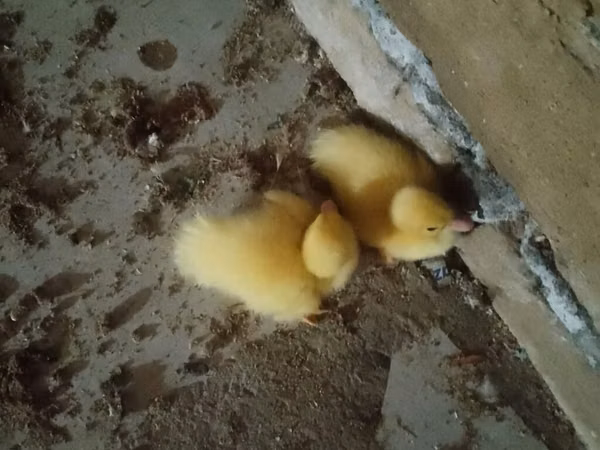 Ducks — Azerbaijan