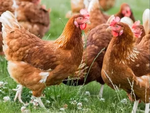 Chickens — Hungary