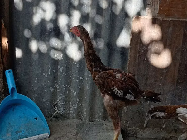 Chickens
