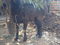 Ram, Sheep — photo 7