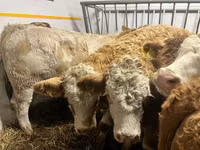 Үнээ, Simmental cattle — 3 зураг