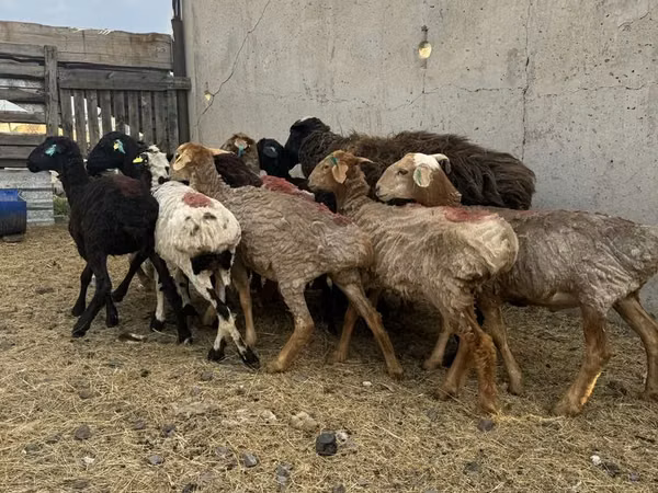 میش, گوسفند — قزاقستان