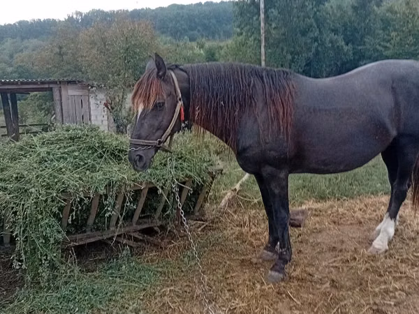 Horse (M), Horses — Moldova