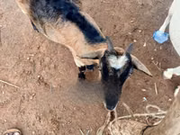 ፍየሎች (ቡድን፣ ጾታ አልተጠቀሰም), Goats — ፎቶ 6