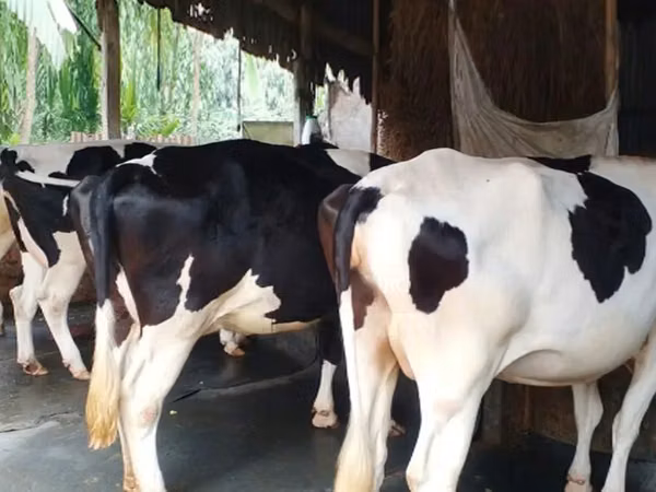 Cow, Russian Black pied cattle — Bangladesh