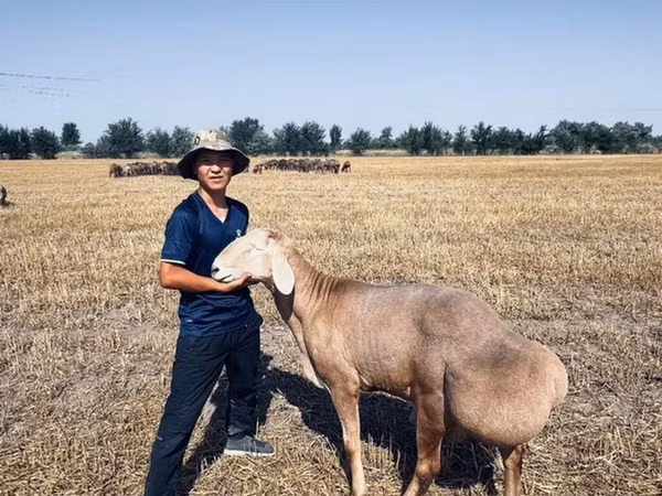 قوچ, Rhon sheep — قرقیزستان