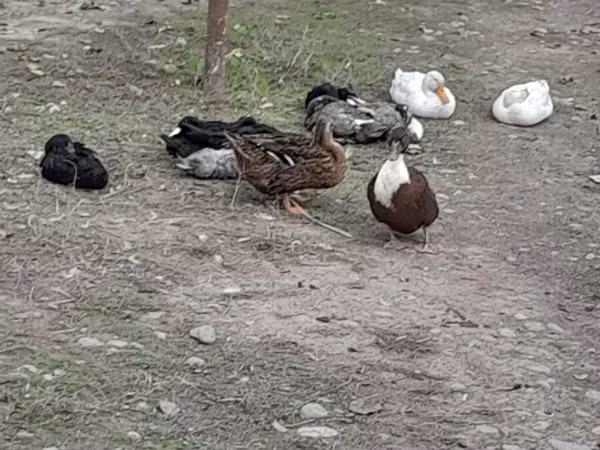 Ducks
