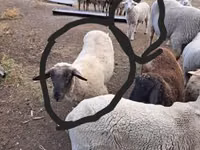 Vædder, White Suffolk sheep — foto 1