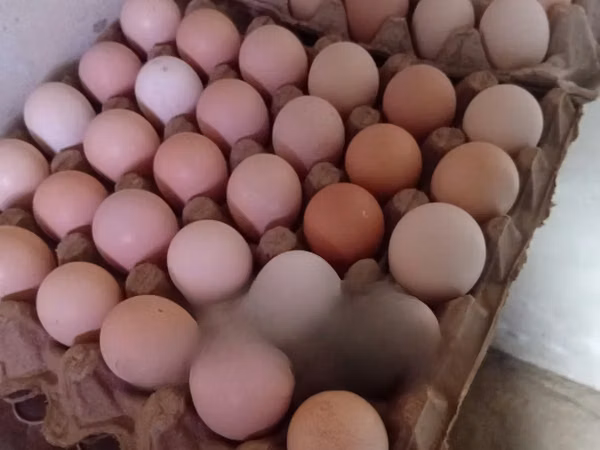 Chickens — ঘানা