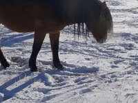 Iapă, Yakutian horse — foto 3