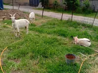 Goat, Goats — photo 3