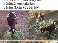 Kambing jantan, Dorper sheep — foto 3
